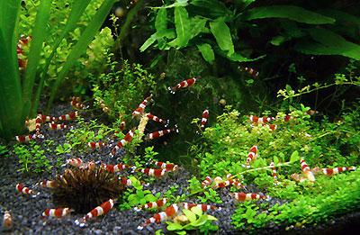 Nano Aquarium  Garnelen